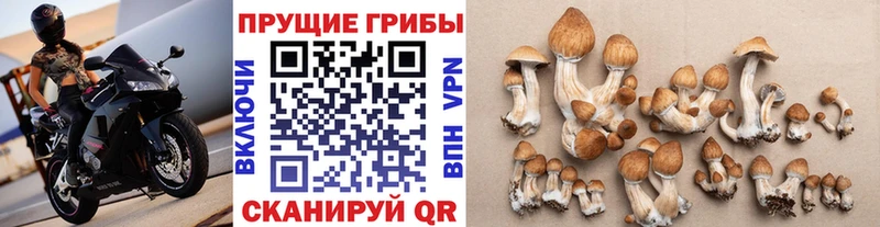 Псилоцибиновые грибы GOLDEN TEACHER  наркошоп  Новосокольники 